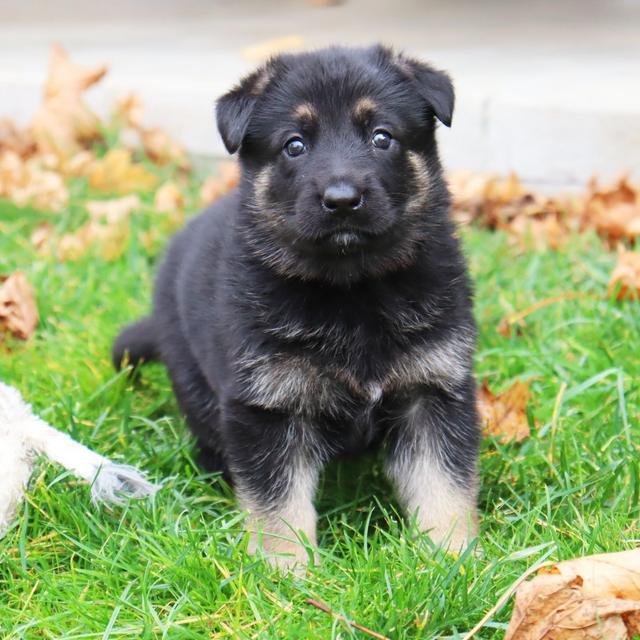 Darla - German Shepherd Dog