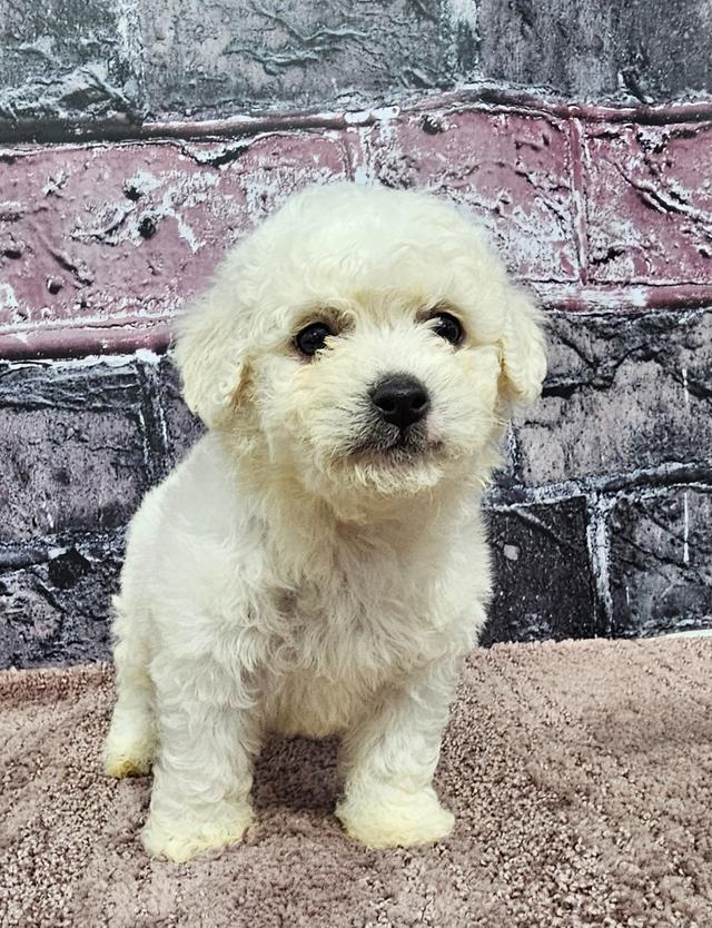 Tammy - Bichon Frise