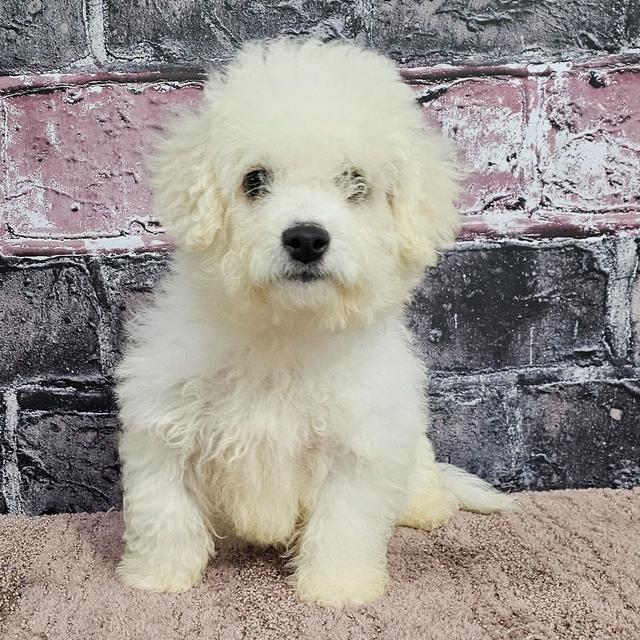 Tammy - Bichon Frise