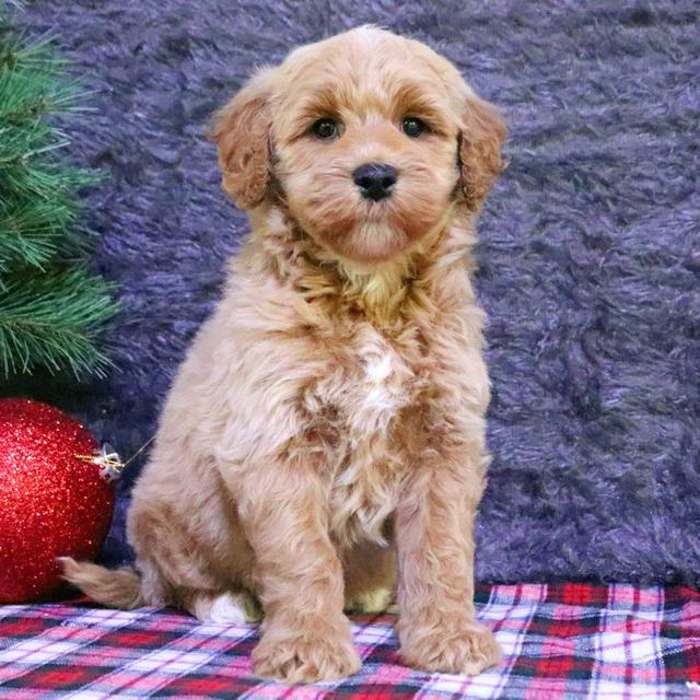 Baker - Goldendoodle