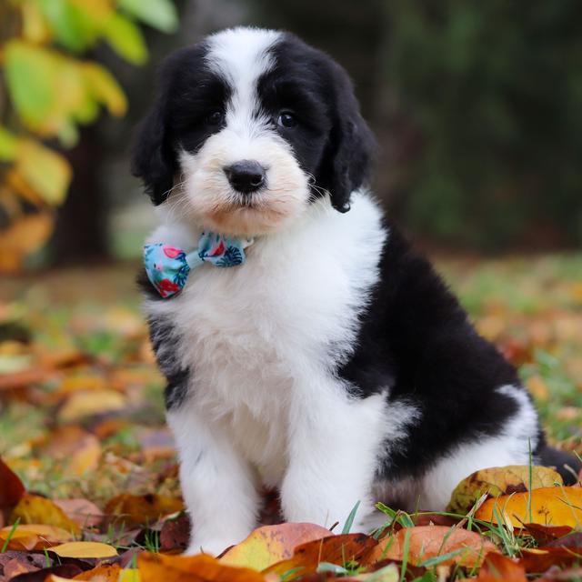 Caleb - Sheepadoodle