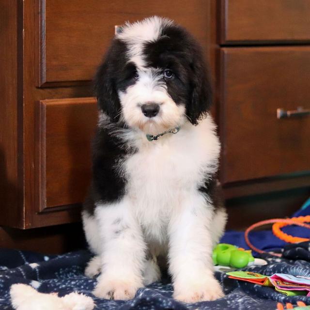 Caleb - Sheepadoodle