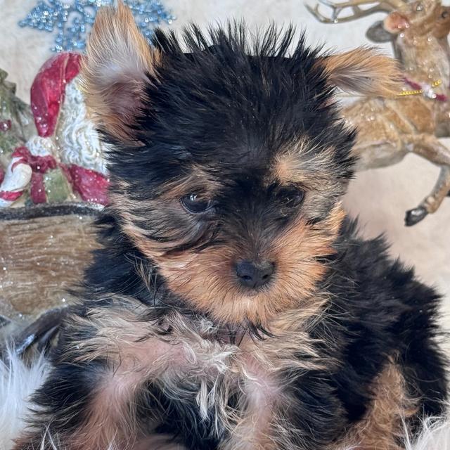 Dana - Yorkshire Terrier