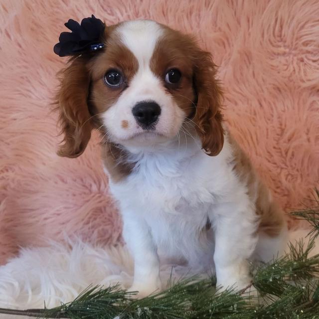 Snowflake - Cavalier King Charles Spaniel