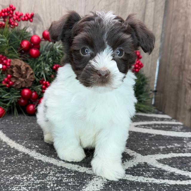 Cara - Havanese