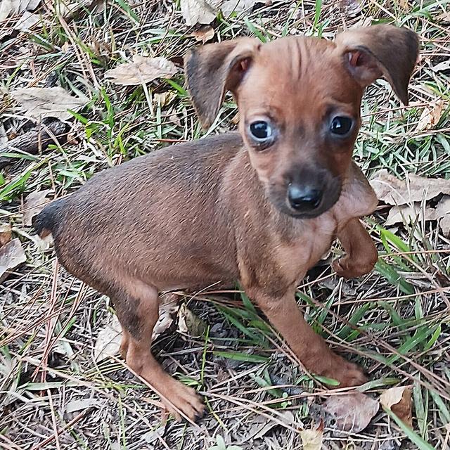 Molly - Miniature Pinscher