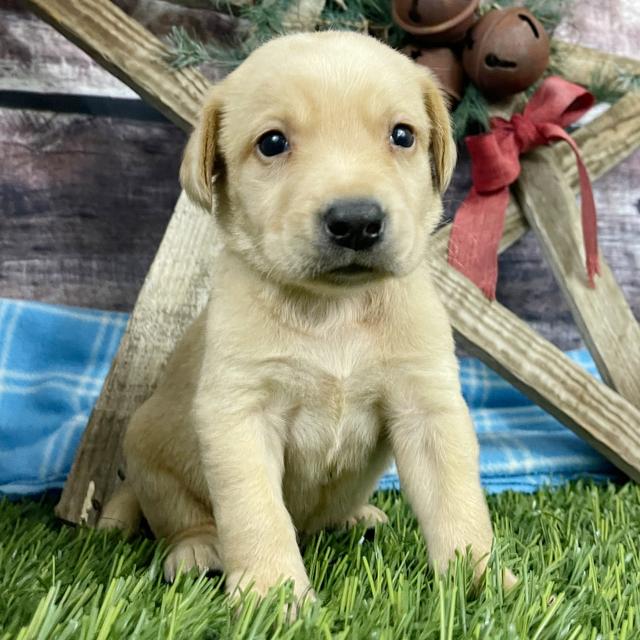 Oswald - Labrador Retriever