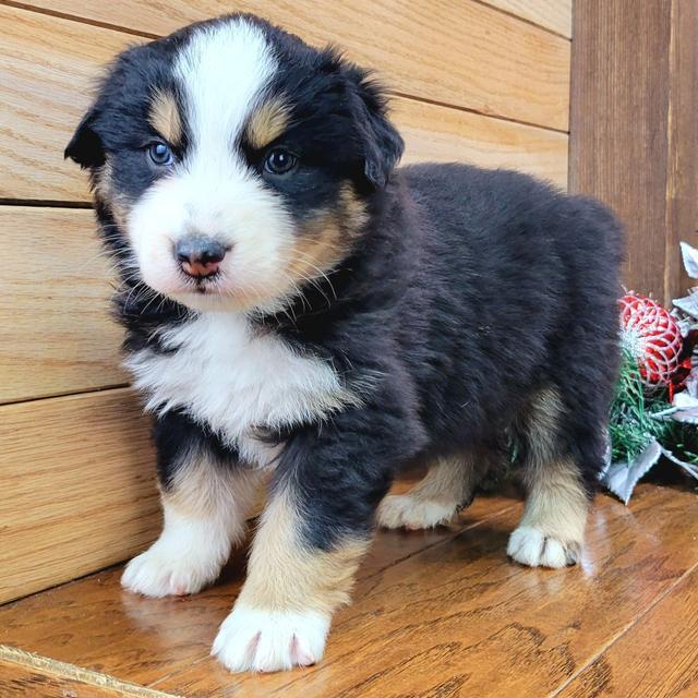 Mable - Australian Shepherd