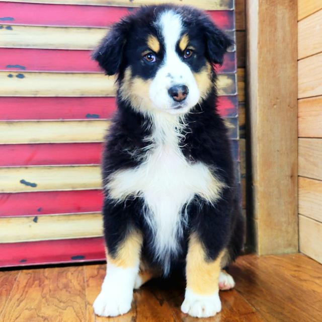 Mable - Australian Shepherd