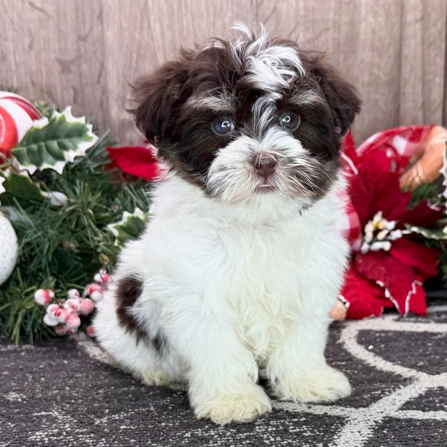 Evan - Havanese