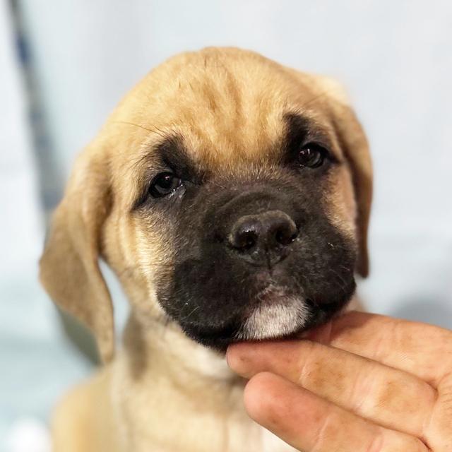 Titan - Cane Corso