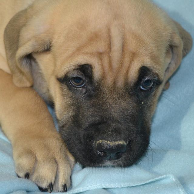 Titan - Cane Corso