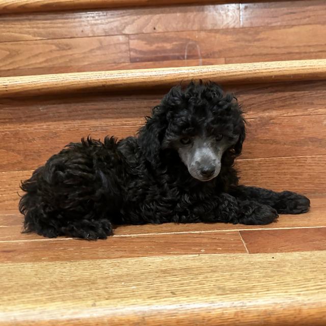 Miss Mia - Poodle