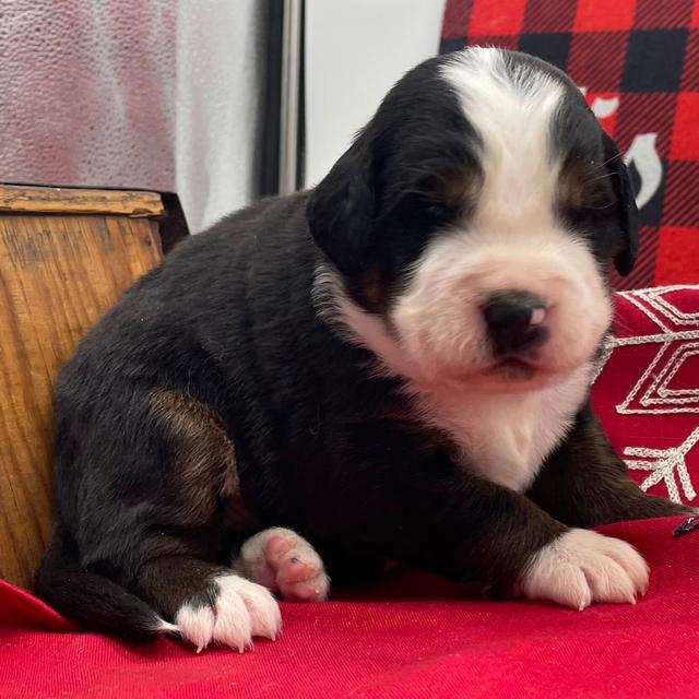 Bradley - Bernese Mountain Dog