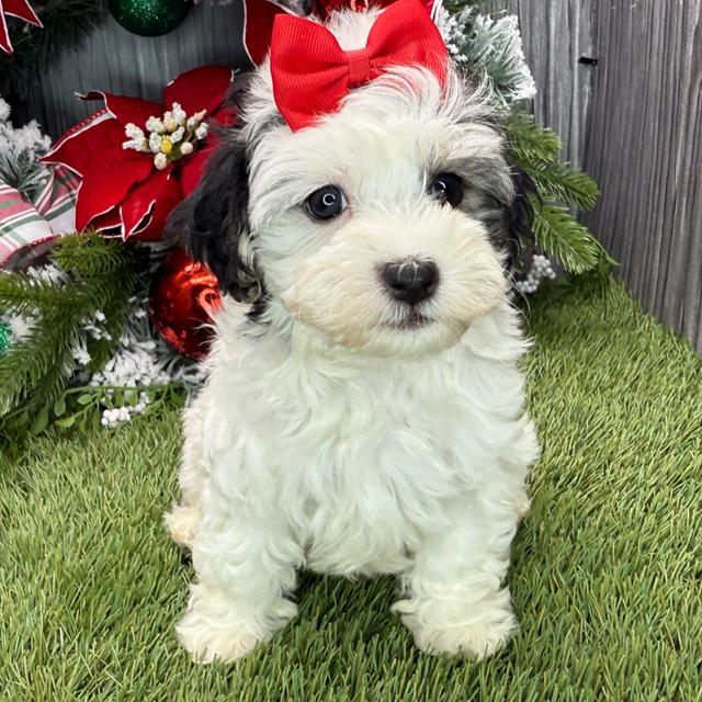 Lucy - Havanese