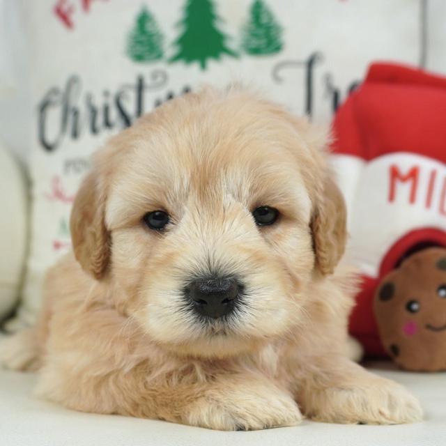 Meg - Goldendoodle