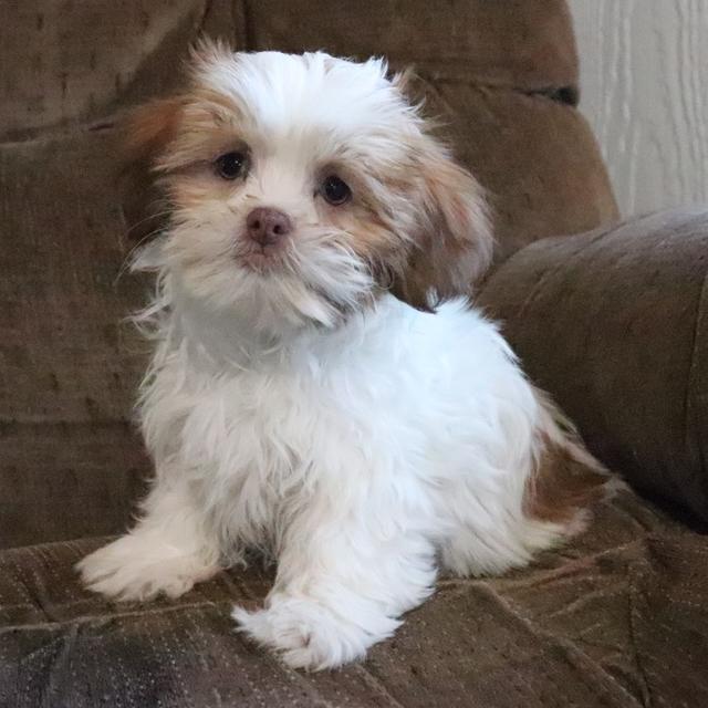 Victor - Shih Tzu