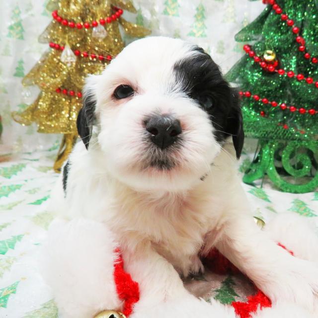 Dakota - Coton de Tulear