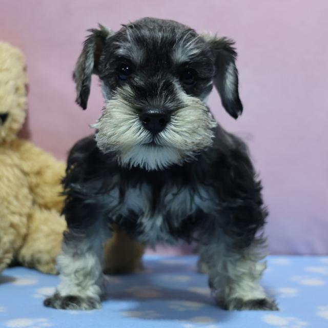 Gemma - Miniature Schnauzer