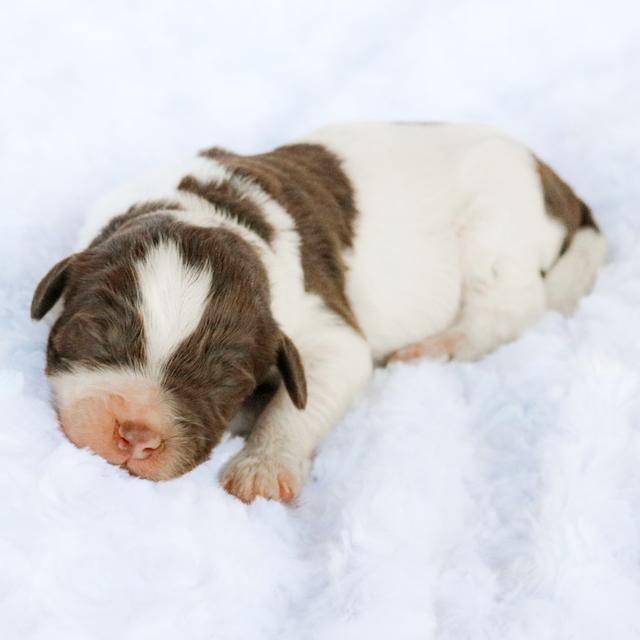 River - Labradoodle