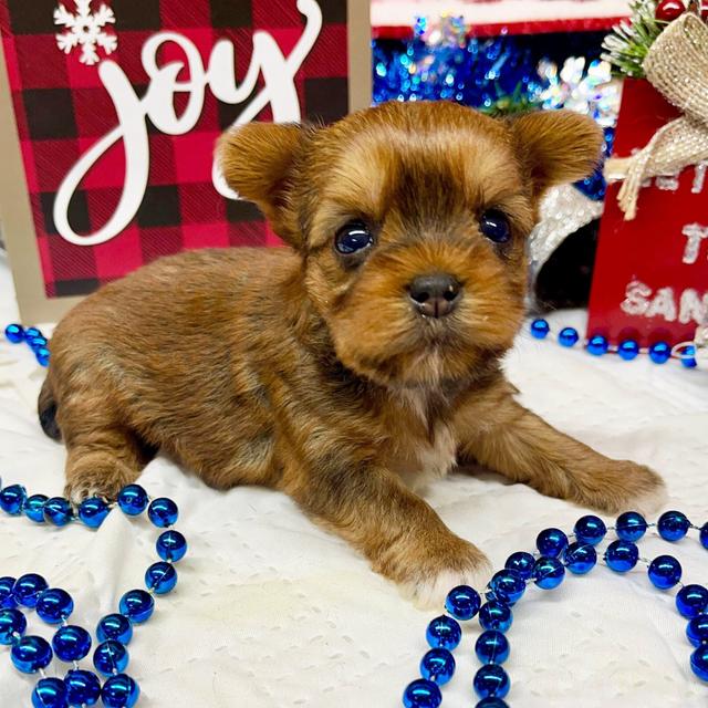 Candy Cane - Yorkshire Terrier