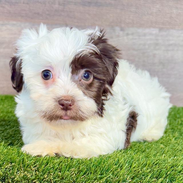 Hopper - Havanese