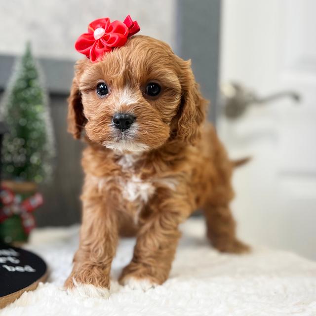 Joy - Cavapoo