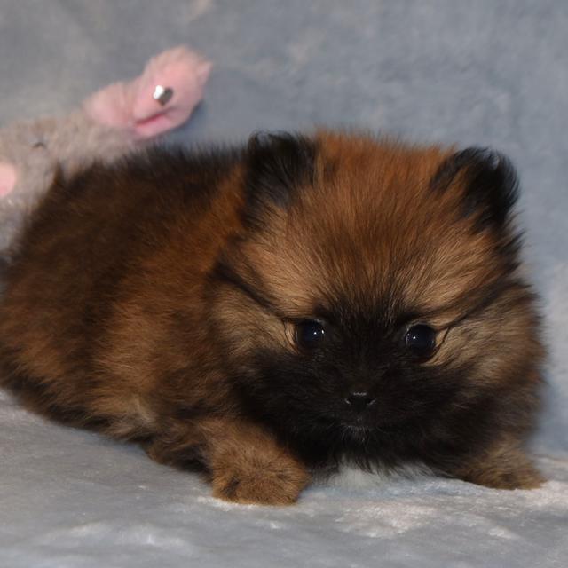 Chloe - Pomeranian