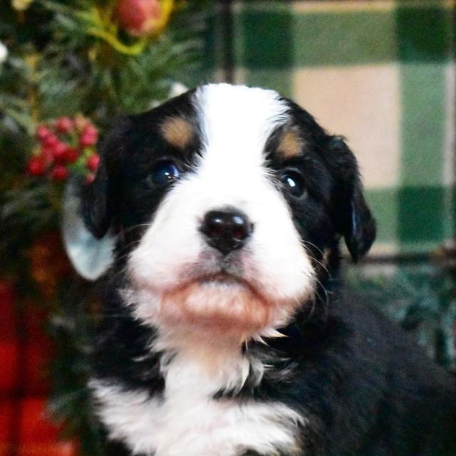 Lonnie - Bernese Mountain Dog