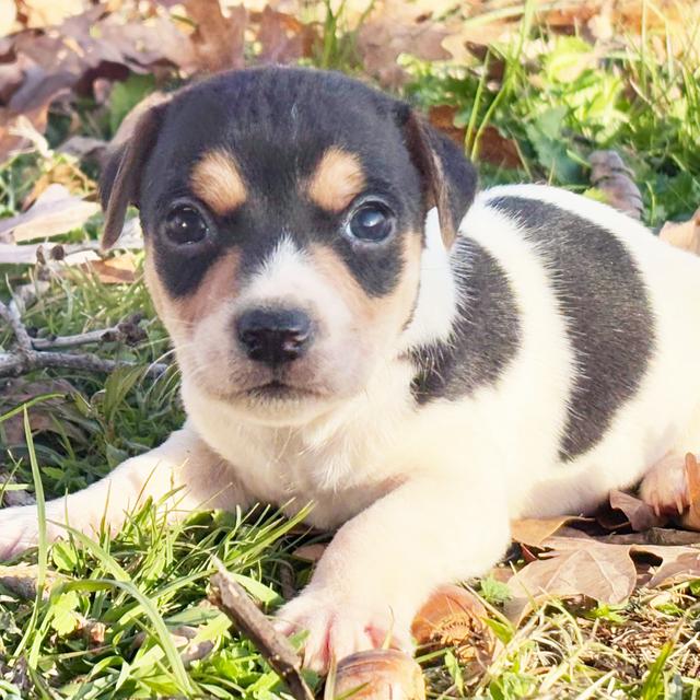 Snack Cake - Jack Russell Terrier