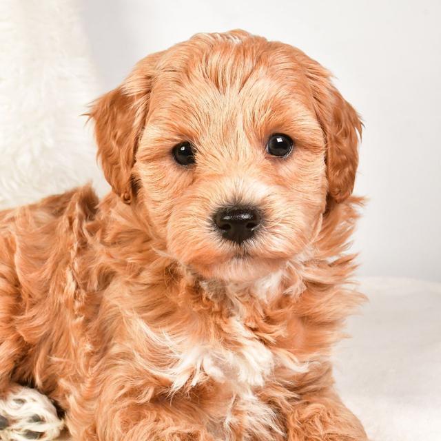 Nicholas - Labradoodle