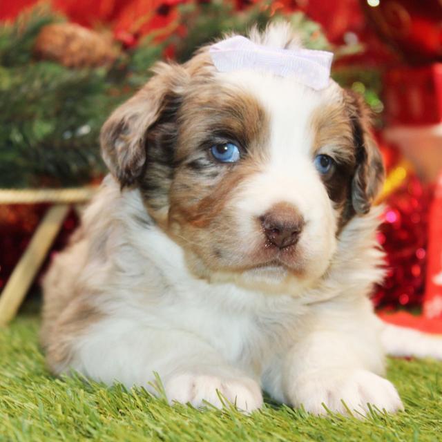 Sophina - Australian Shepherd