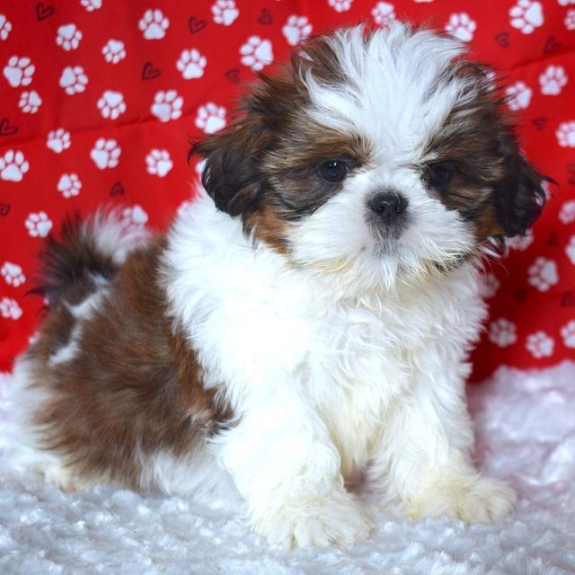 Burt - Shih Tzu