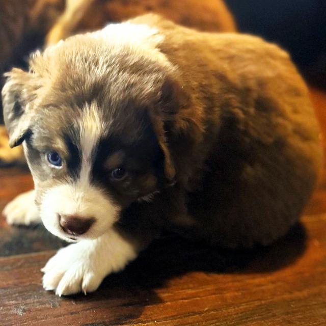 Bruiser - Australian Shepherd