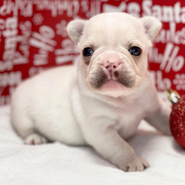 Frost - French Bulldog