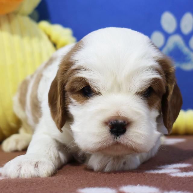 Vernon - Cavalier King Charles Spaniel