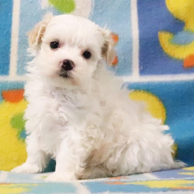 Willow - Maltipoo