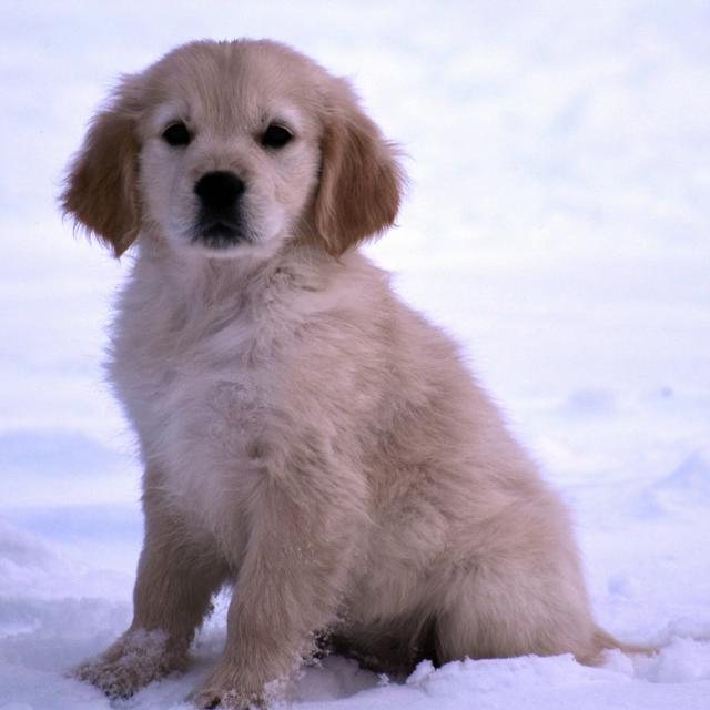 Skittles - Golden Retriever