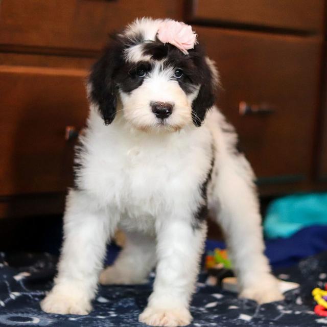 Stella - Sheepadoodle