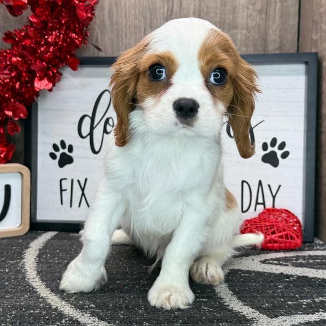 Milo - Cavalier King Charles Spaniel