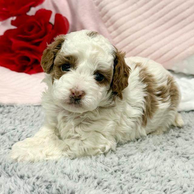 Blair - Cavapoo