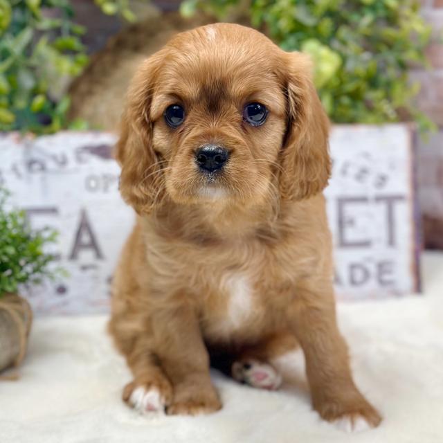 Talley - Cavalier King Charles Spaniel