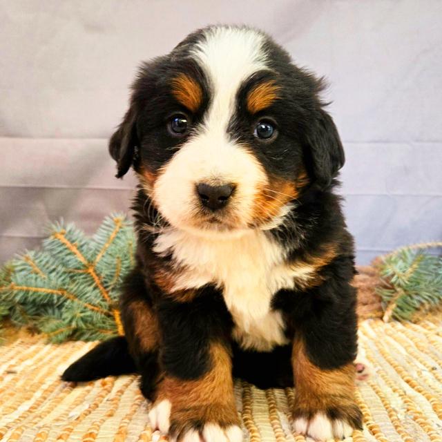 Jackie - Bernese Mountain Dog