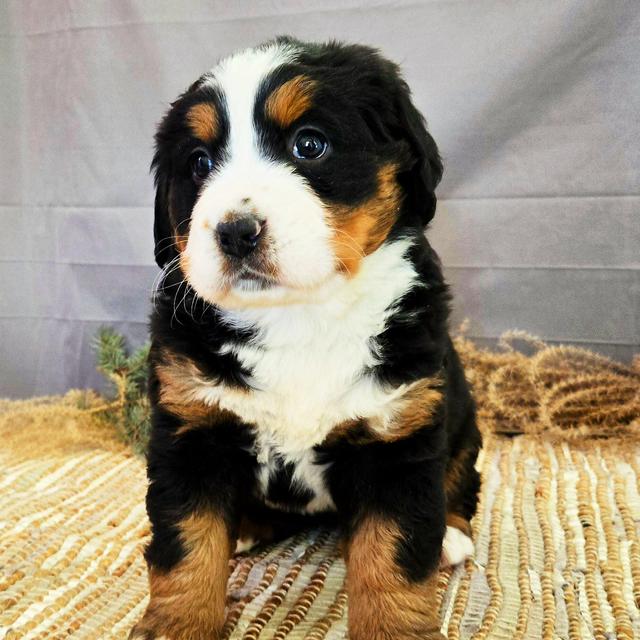 Jewel - Bernese Mountain Dog