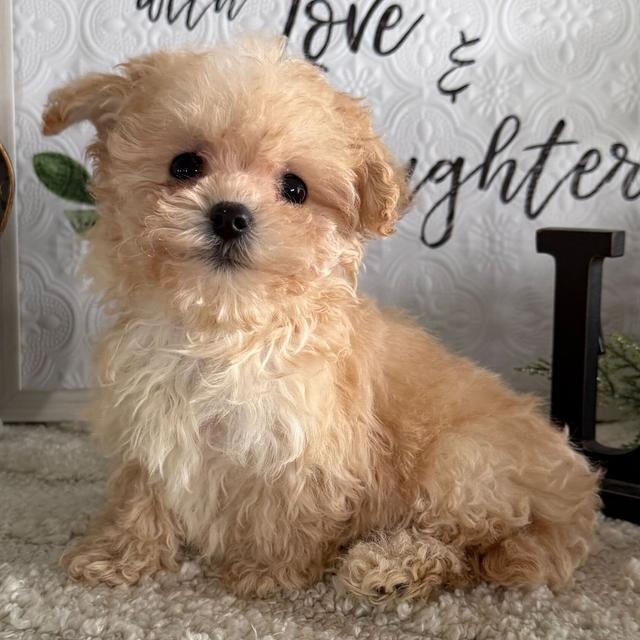 Vianna - Maltipoo