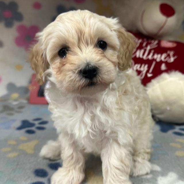 Sunshine - Maltipoo