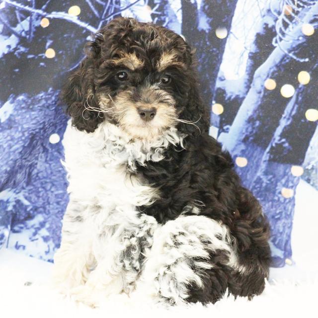 Elsa - Cockapoo