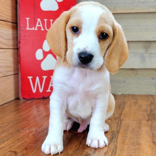 Jax - Beagle