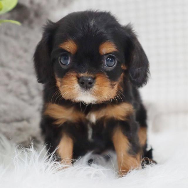 Paisley - Cavalier King Charles Spaniel