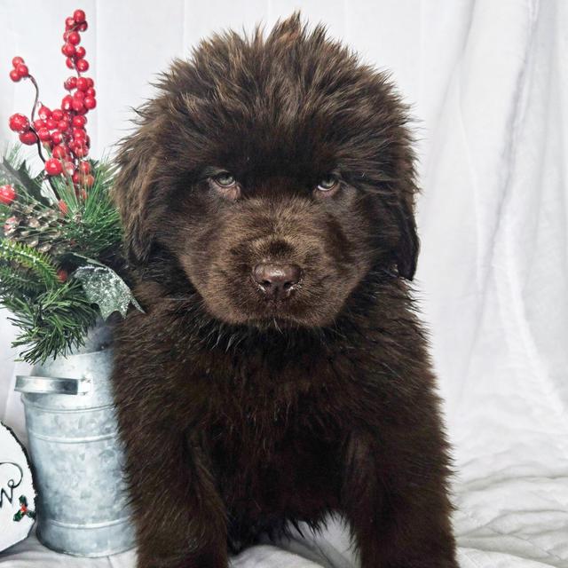 Rosie - Newfoundland